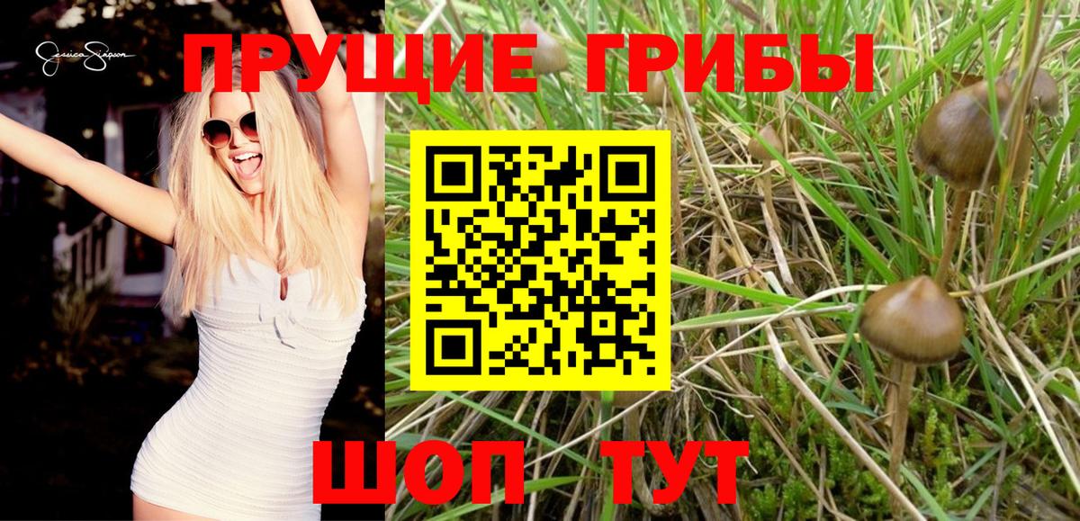 Моздок  продажа наркотиков  Вход с VPN  Псилоцибиновые грибы Magic Shrooms 